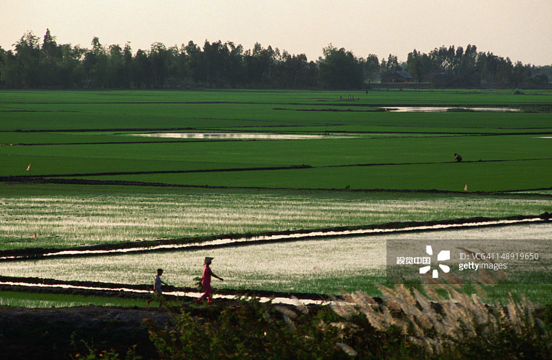 湄公河三角洲朱笃地区的稻田图片素材