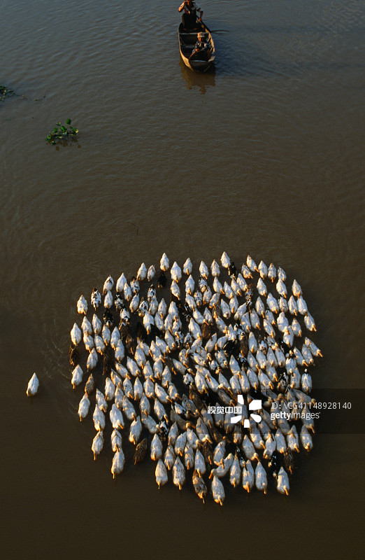 湄公河三角洲朱笃的赶鸭场景图片素材