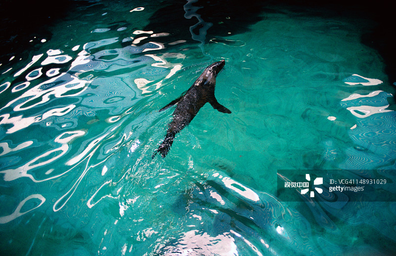 穆卢拉巴水下世界的海豹围栏图片素材