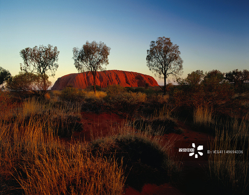 乌鲁鲁（艾尔斯岩）日落时分的红色沙漠橡树图片素材