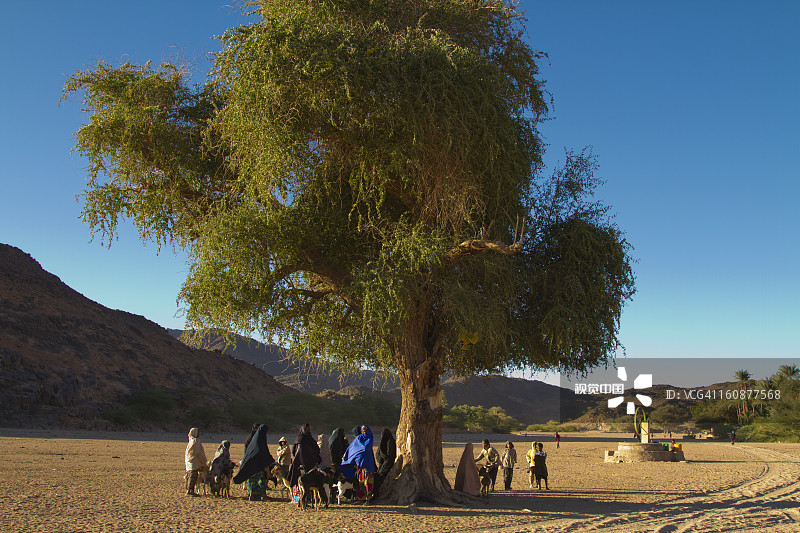 图阿雷格妇女在一棵大金合欢树下会面图片素材