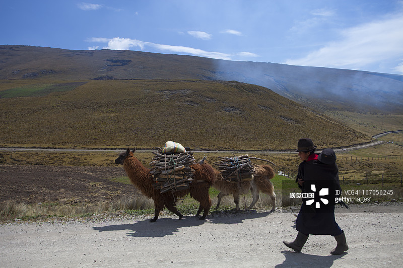 用美洲驼运送新鲜牛奶图片素材