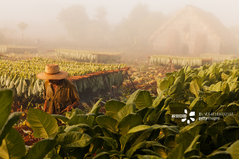 种植园里的烟农图片素材