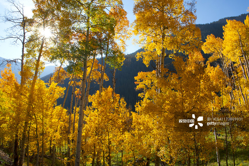 乡村景观中的黄色树木图片素材