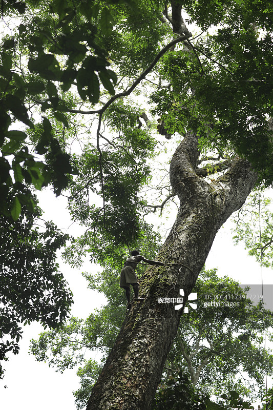 巴雅卡部落男子攀爬高大的丛林树木图片素材