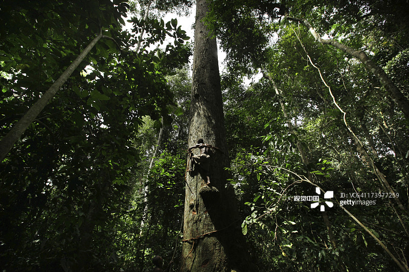 巴亚卡部落男子攀爬大型丛林树木图片素材