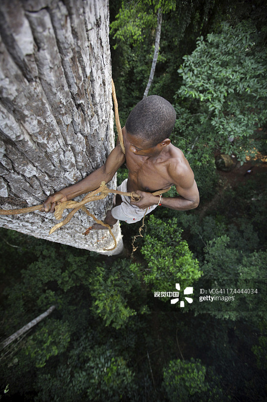 男人用藤绳攀爬高大的森林树木图片素材