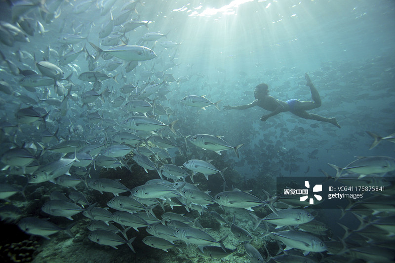 自由潜水员与鲹鱼在西巴丹岛共游图片素材