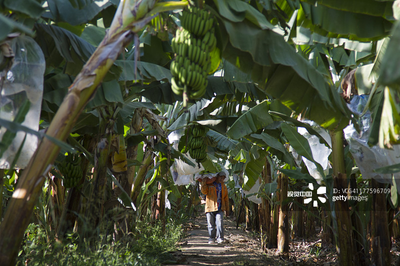 秘鲁苏利亚纳的香蕉种植图片素材