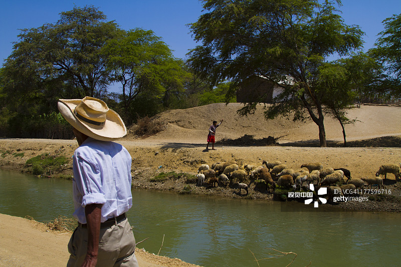秘鲁苏利亚纳马拉里托村羊群图片素材
