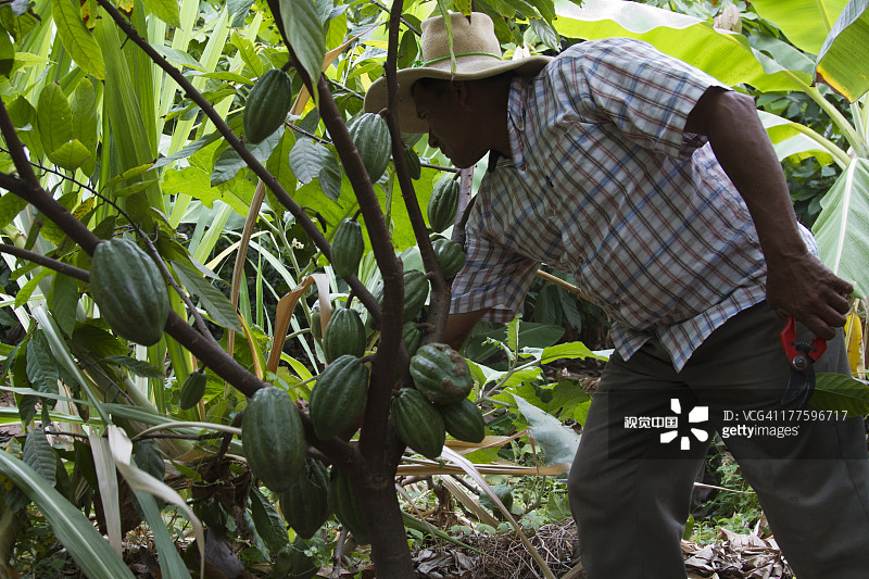 秘鲁皮乌拉帕洛布兰科的可可豆图片素材
