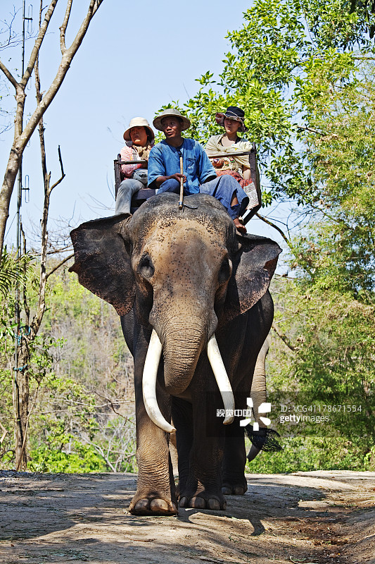 泰国国家大象日的野餐图片素材