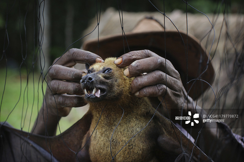 蝙蝠捕捉者从丛林网中取出果蝠图片素材