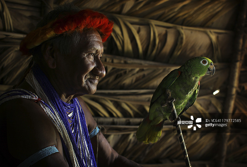 部落人和黄肩亚马逊鹦鹉图片素材