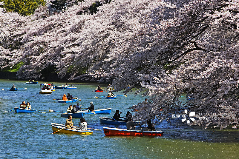 东京北之丸公园的樱花图片素材