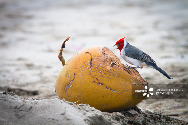 红冠主教鸟啄食椰子图片素材