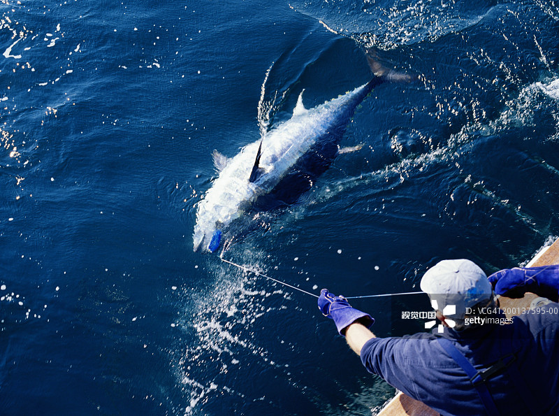渔夫拖着蓝鳍金枪鱼，后方升高视角图片素材