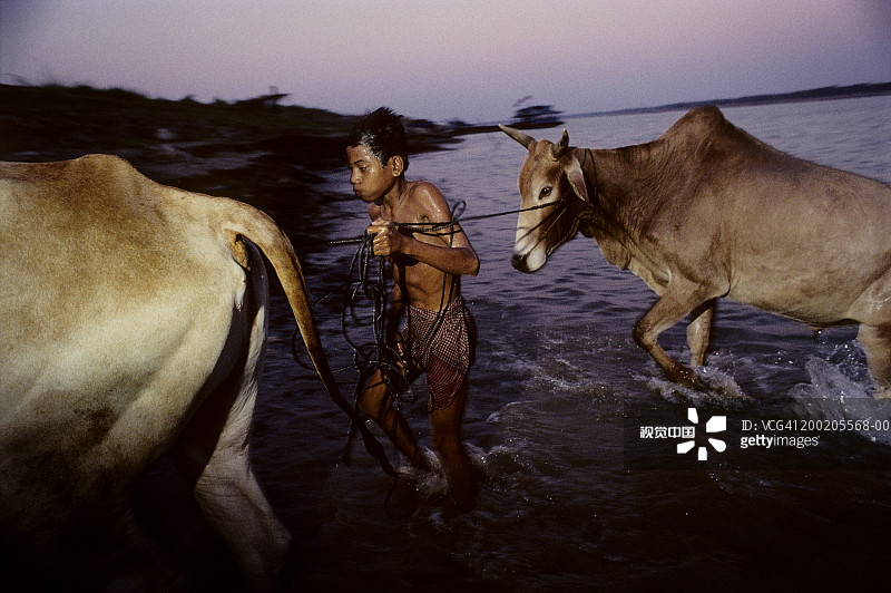 在柬埔寨湄公河里给牛洗澡的男孩图片素材