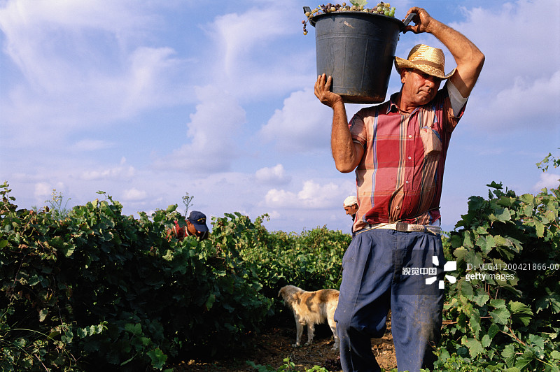 意大利西西里岛：葡萄采摘季，男人们抬着桶图片素材