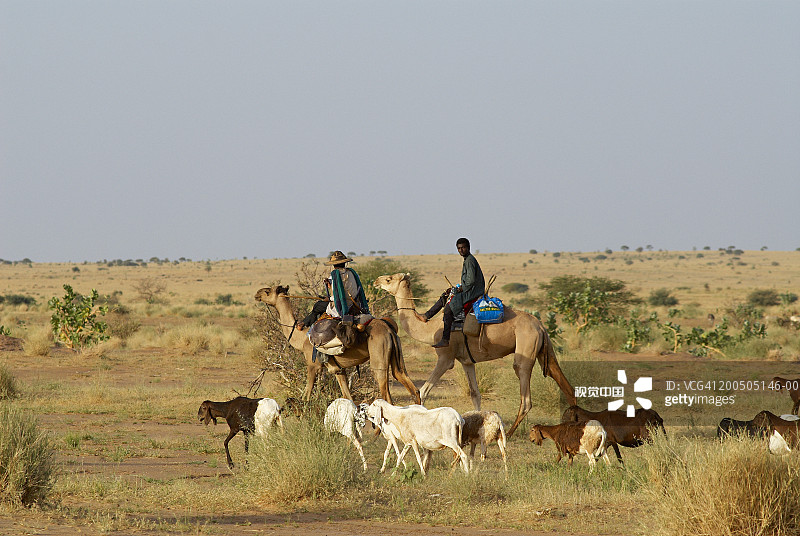 尼日尔塔瓦地区，富拉尼游牧营地，两个骑骆驼的男人图片素材