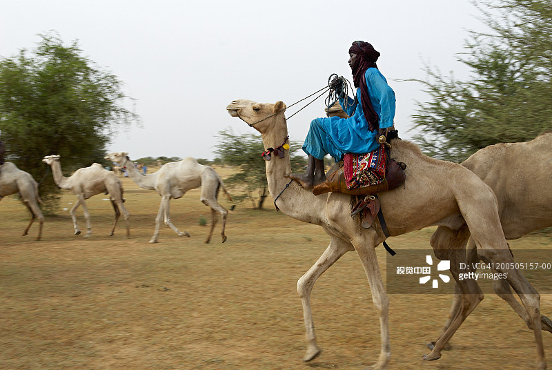 尼日尔：博罗罗·珀尔人的格莱沃尔节，骆驼比赛中的男人图片素材