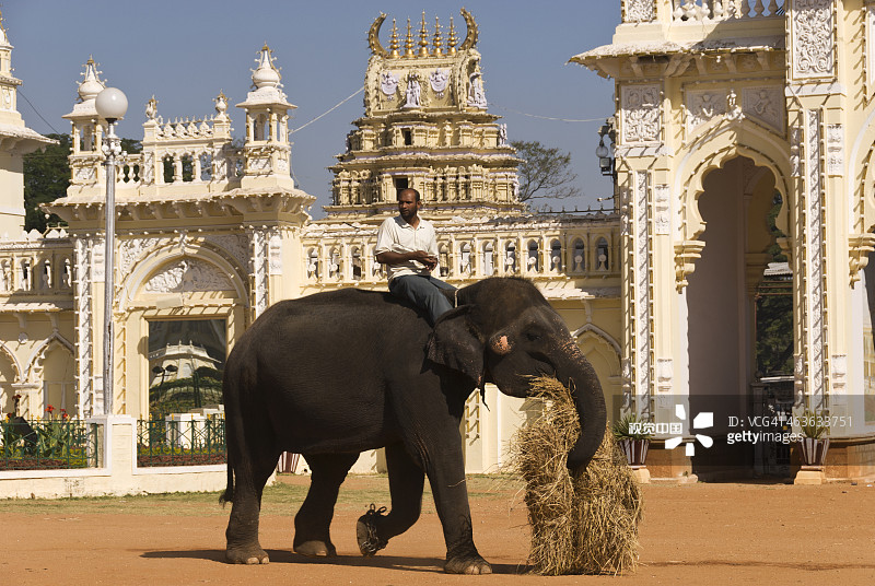 斯里兰卡的大象运载饲料图片素材