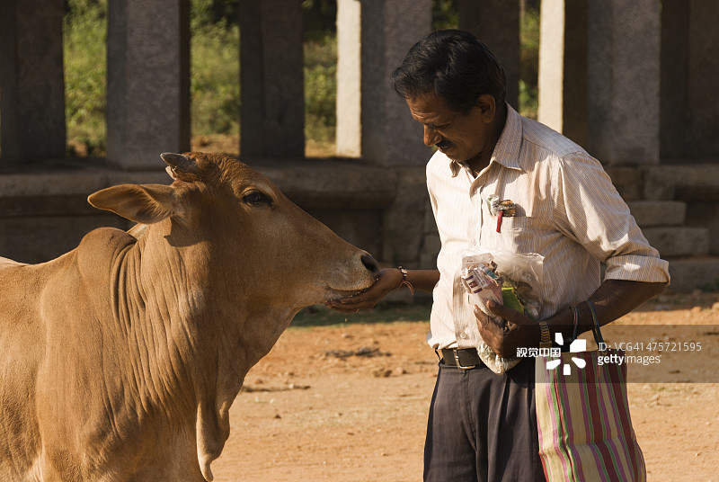 男子喂牛图片素材
