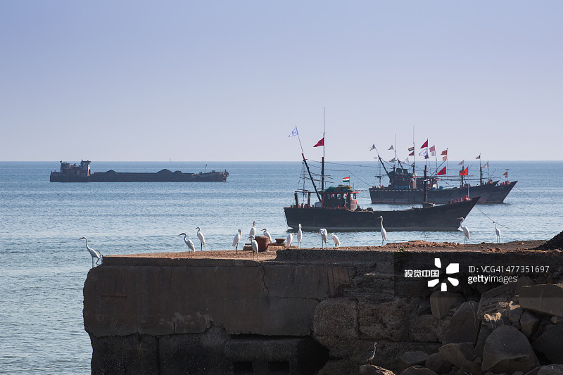 大白鹭和渔船图片素材