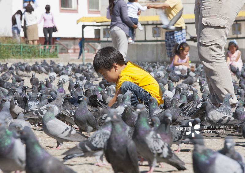 男孩喂鸽子，甘丹寺图片素材
