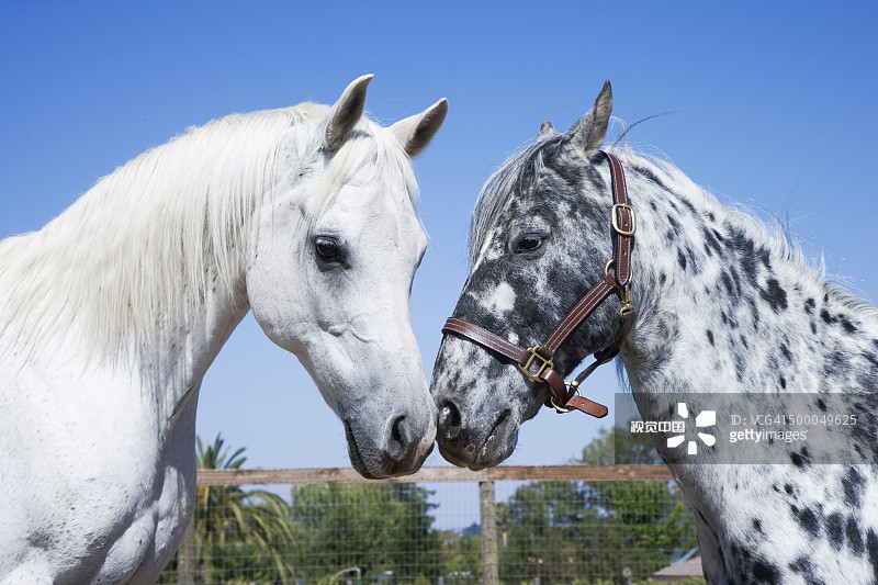 牧场上的马在擦鼻子图片素材