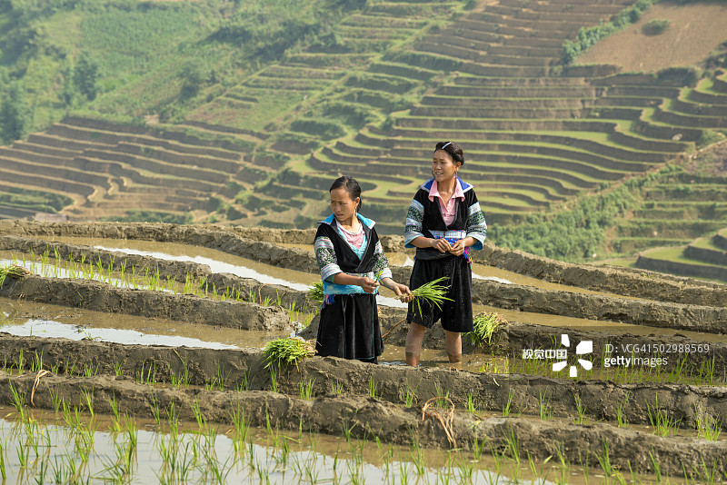在越南沙巴谷种植水稻图片素材