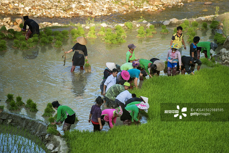 在越南沙巴谷种植水稻图片素材