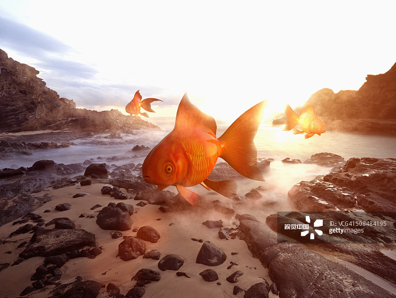 漂浮在海滩上的超大金鱼图片素材