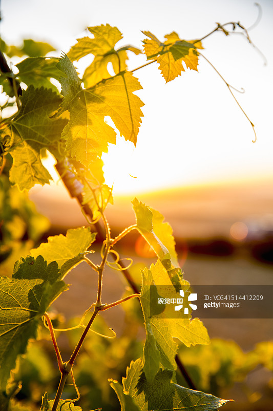 葡萄园里的葡萄树上的叶子图片素材