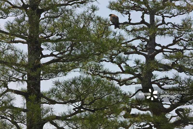 日本琵琶湖上的黑耳鸢图片素材