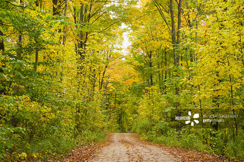 在秋天的森林里，树木排列在土路两旁图片素材