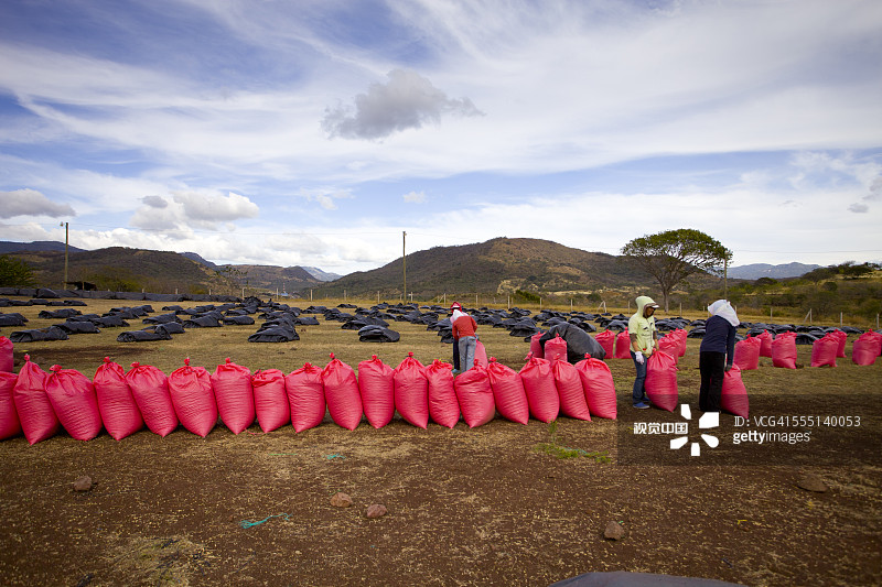 尼加拉瓜马塔加尔帕公平贸易咖啡加工图片素材
