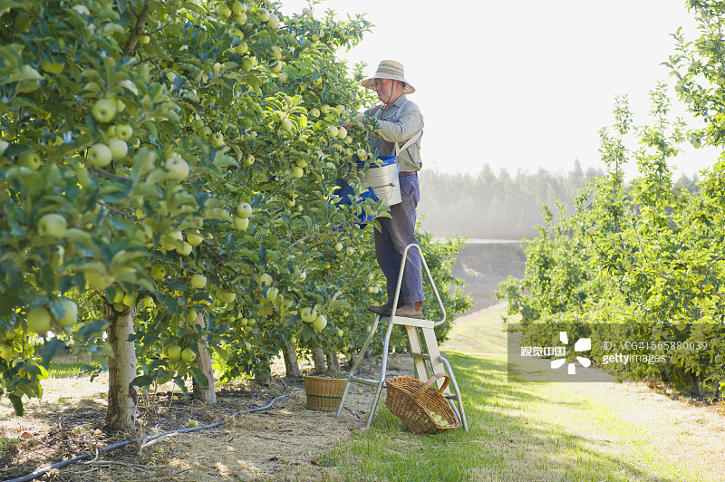 白人农民在果园里摘苹果图片素材