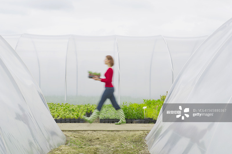 模糊的观点，高加索园丁携带盆栽植物在温室图片素材