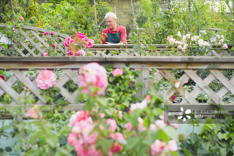 高加索园丁在苗圃中检查植物图片素材
