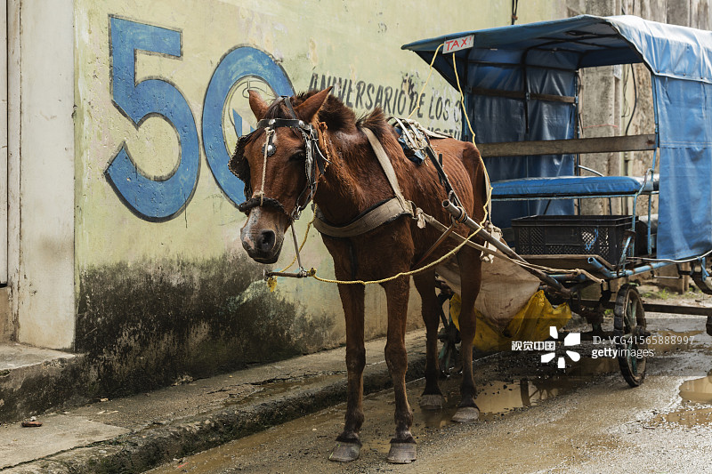 在古巴关塔那摩的巴拉科阿街上，马拉着一辆马车图片素材