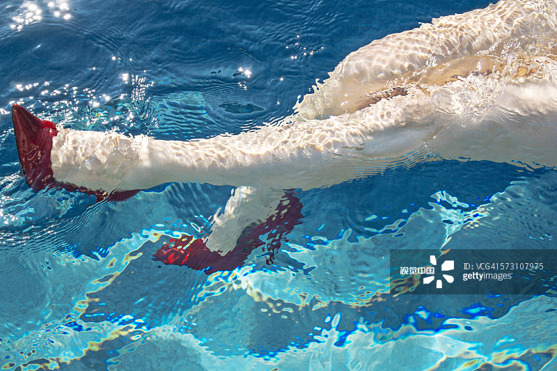 在游泳池里穿高跟鞋的女人图片素材