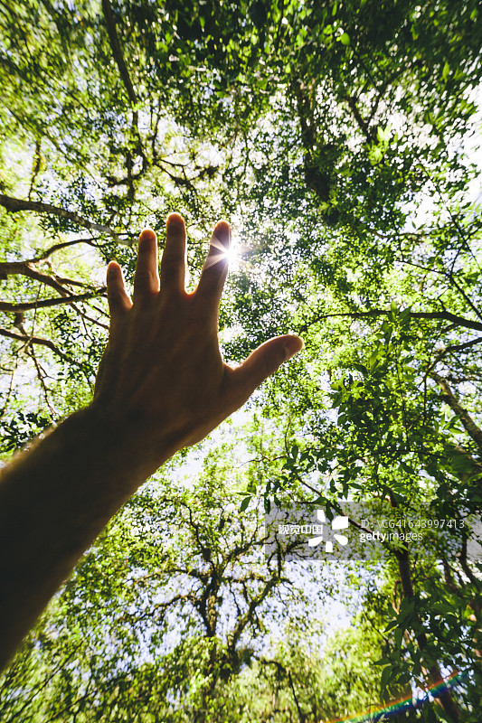 西班牙裔男人伸手去够森林树冠图片素材