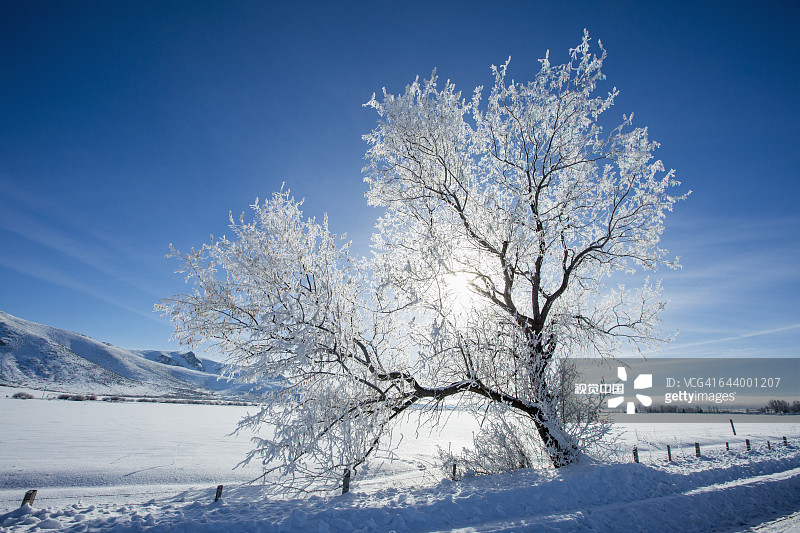 白雪覆盖的树在乡村景观图片素材