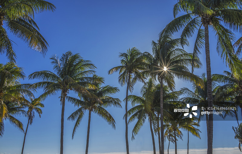 阳光穿过棕榈树图片素材