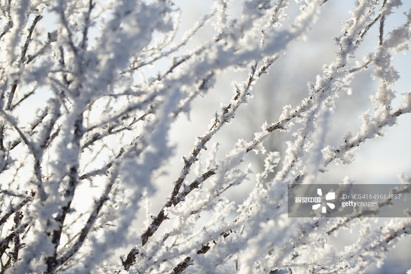 近雪的树枝图片素材