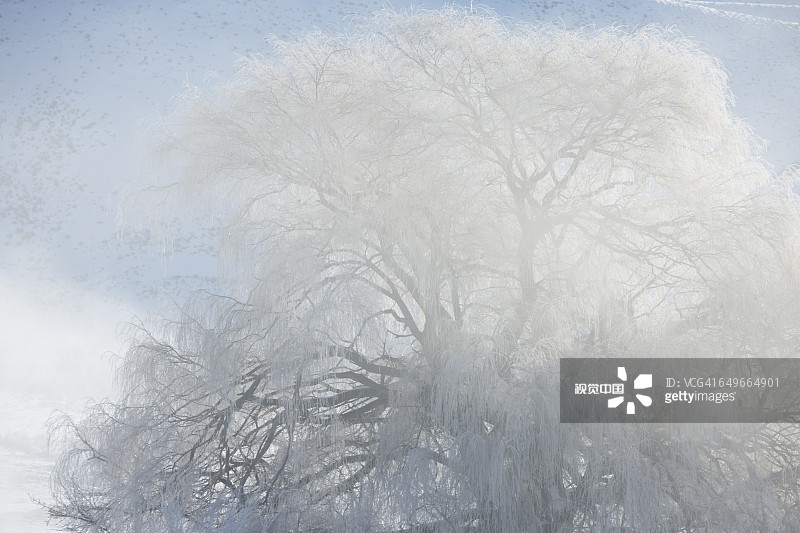 云下的雪树图片素材