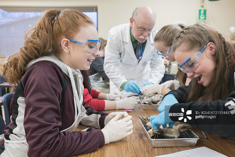 白人女孩在科学教室解剖青蛙图片素材
