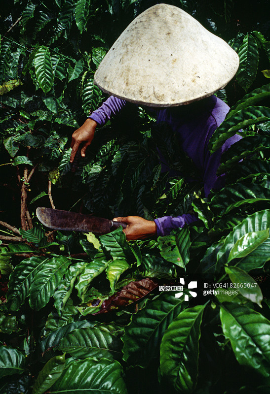 东爪哇的咖啡采摘者图片素材