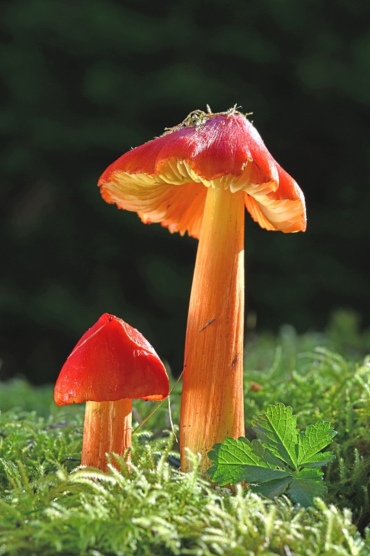 general-image 示例内容 5